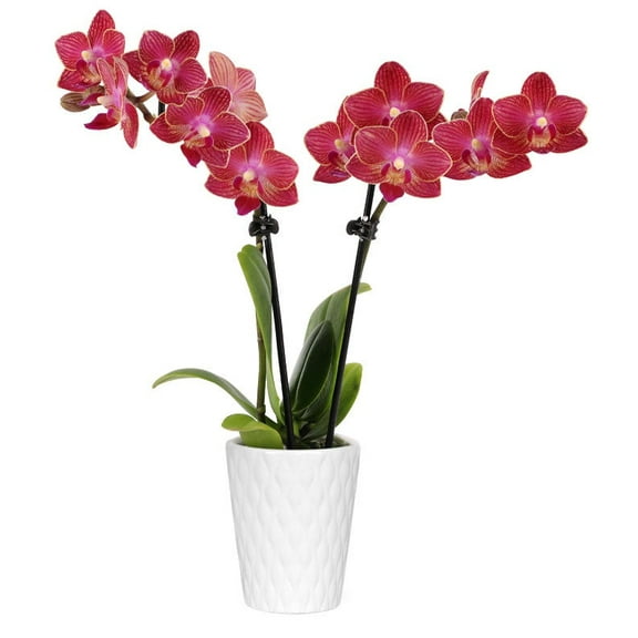 From You Flowers - Radiant Red Mini Orchid for Birthday, Anniversary, Get Well, Congratulations, Thank You, All Occasions