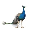 thumbnail image 2 of Peacock Wall Decal by Wallmonkeys Peel and Stick Graphic (18 in W x 17 in H) WM56344, 2 of 4