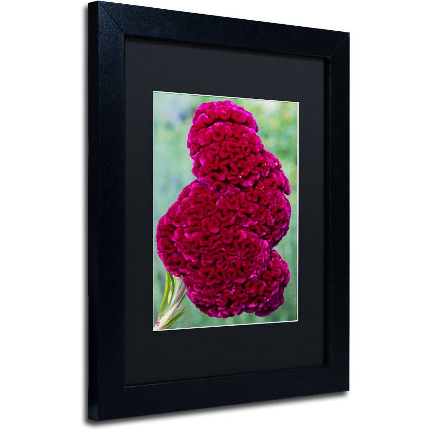 Trademark Fine Art "Coxcomb Flower" Canvas Art by Kurt Shaffer, Black Matte, Black Frame