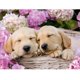 thumbnail image 1 of Cuadros Decorativos Cuadro de mosaico de taladro redondo completo de perro Animal DIY de pintura de diamante 5D (E1162) Ehuebsd Nuevos Originales, 1 of 9