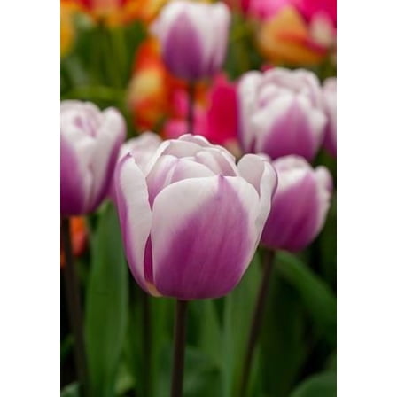 Librije Triumph Tulip - Exclusive! - 12/  cm Bulbs -5 Bulbs