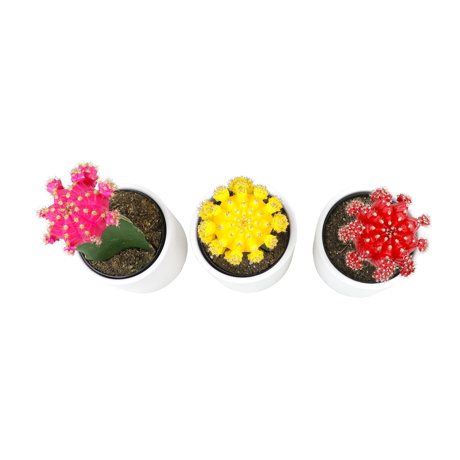 Altman Plants 2.5in Grafted Cactus Collection in White Ceramic Pots - 3 Pack