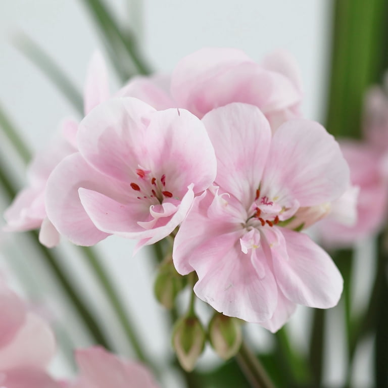 Expert Gardener 18