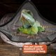thumbnail image 3 of 2 Pcs Climbing Toy Lizard Habitat Lizard Lounger Bearded Dragon Hammock Reptile Mesh Hammock Reptile Swing Toys Reptile Hammock, 3 of 3