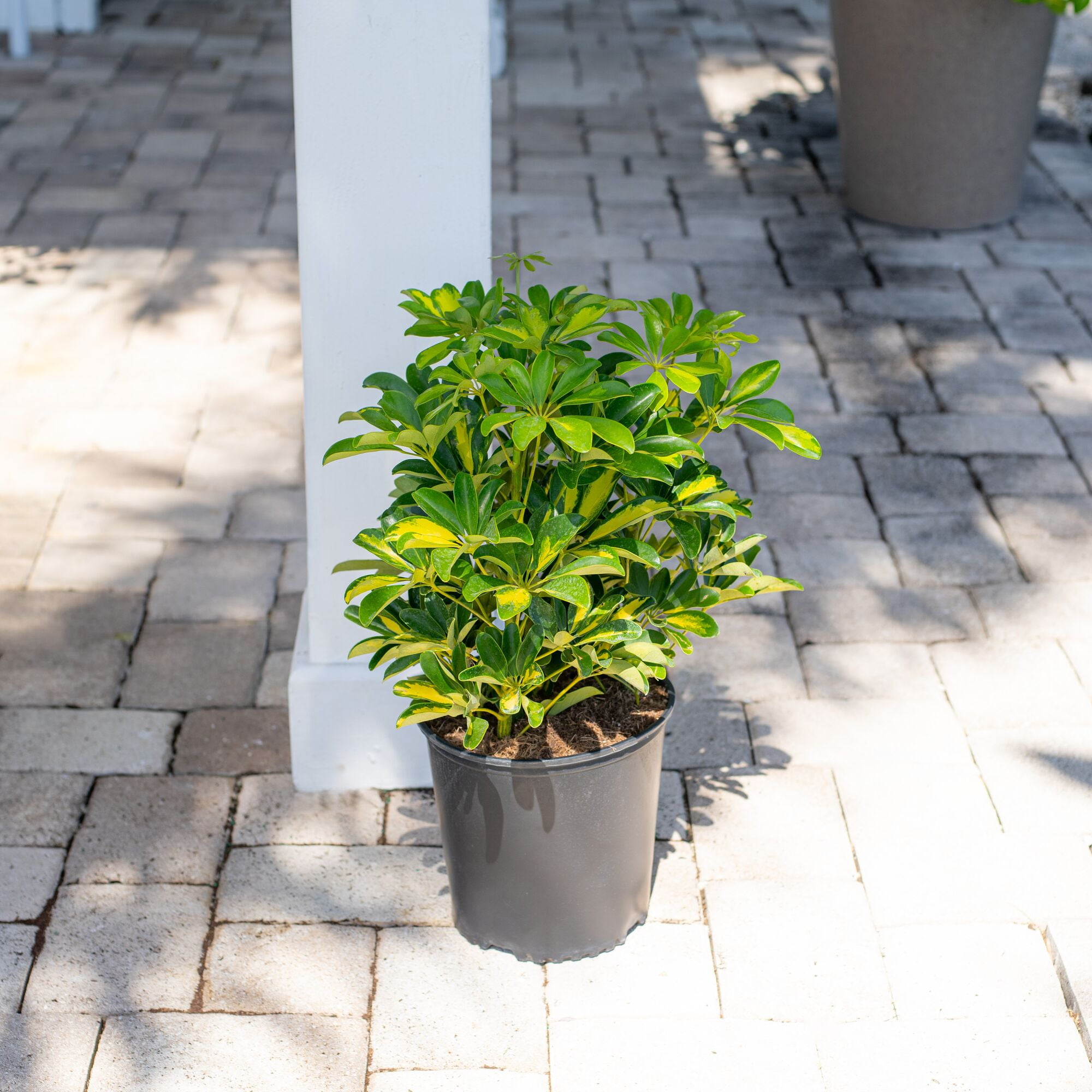 Costa Farms Live Indoor 2ft Schefflera Capella, Grower Pot