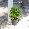 thumbnail image 4 of Expert Gardener Costa Farms Arboricola Live Outdoor Plant in 2 Gallon Grower Pot, 4 of 5