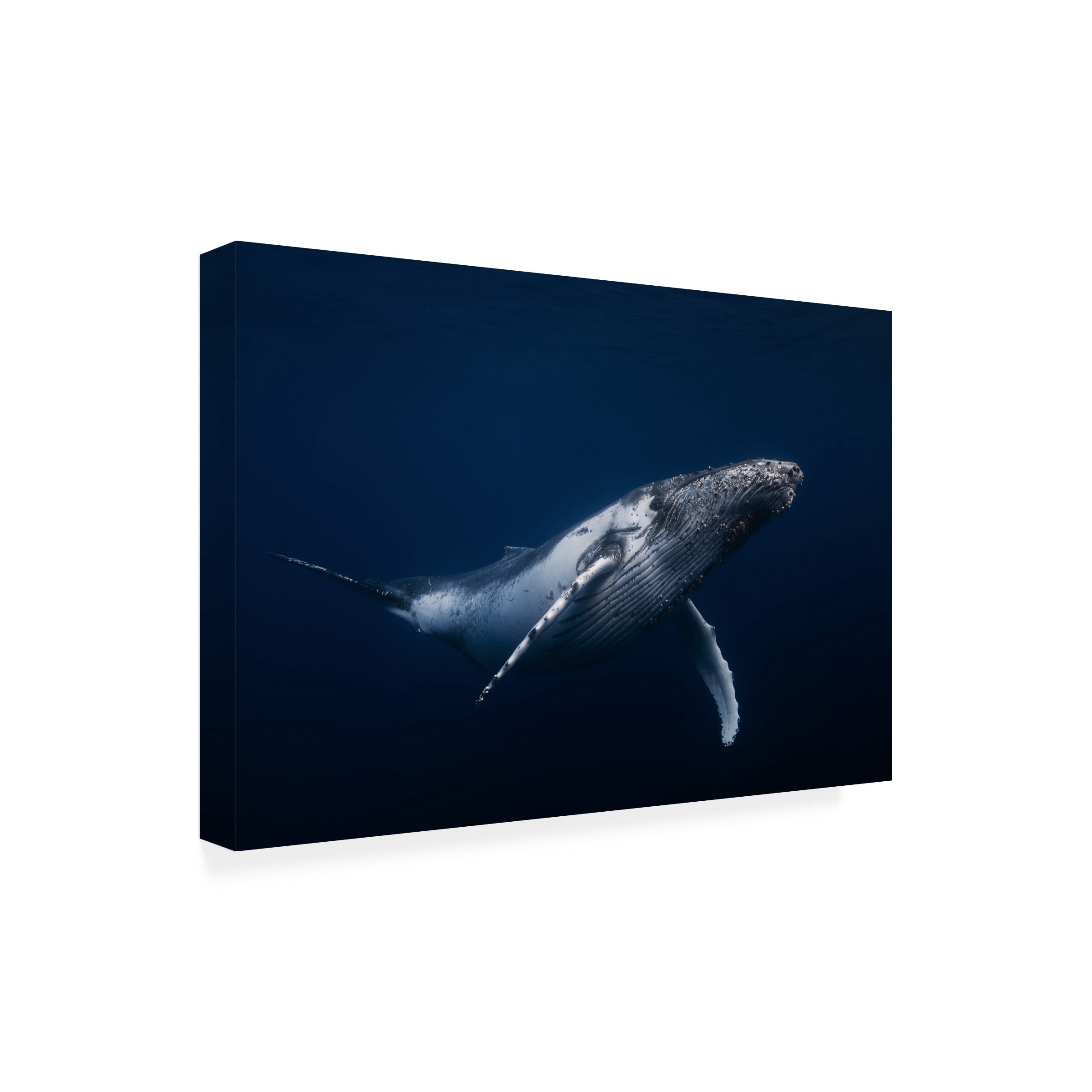 Barathieu Gabriel 'Humpback Whale In Blue' Canvas Art