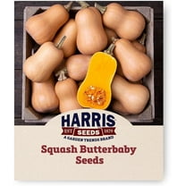Harris Seeds - Treated Squash Seeds Butterbaby Variety Dark Orange Flesh - 250 Seeds