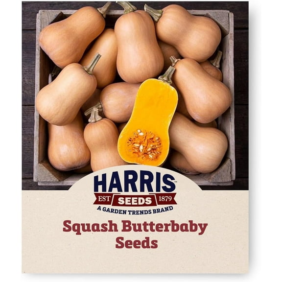 Harris Seeds - Treated Squash Seeds Butterbaby Variety Dark Orange Flesh - 250 Seeds