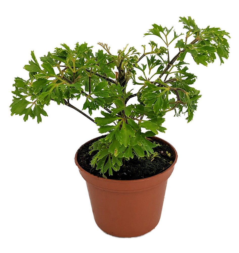 aralia plant japanese ming indoor tree polyscias pot walmart