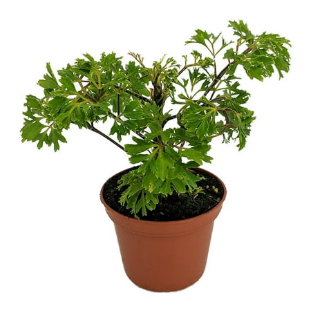 Japanese Ming Aralia Tree Plant - Polyscias - Indoor - 2.5