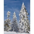 thumbnail image 2 of Zwick, Martin 20x24 Black Ornate Wood Framed with Double Matting Museum Art Print Titled - Snow-covered trees at the peak of Mount Lusen Central Germany-Bavaria, 2 of 4