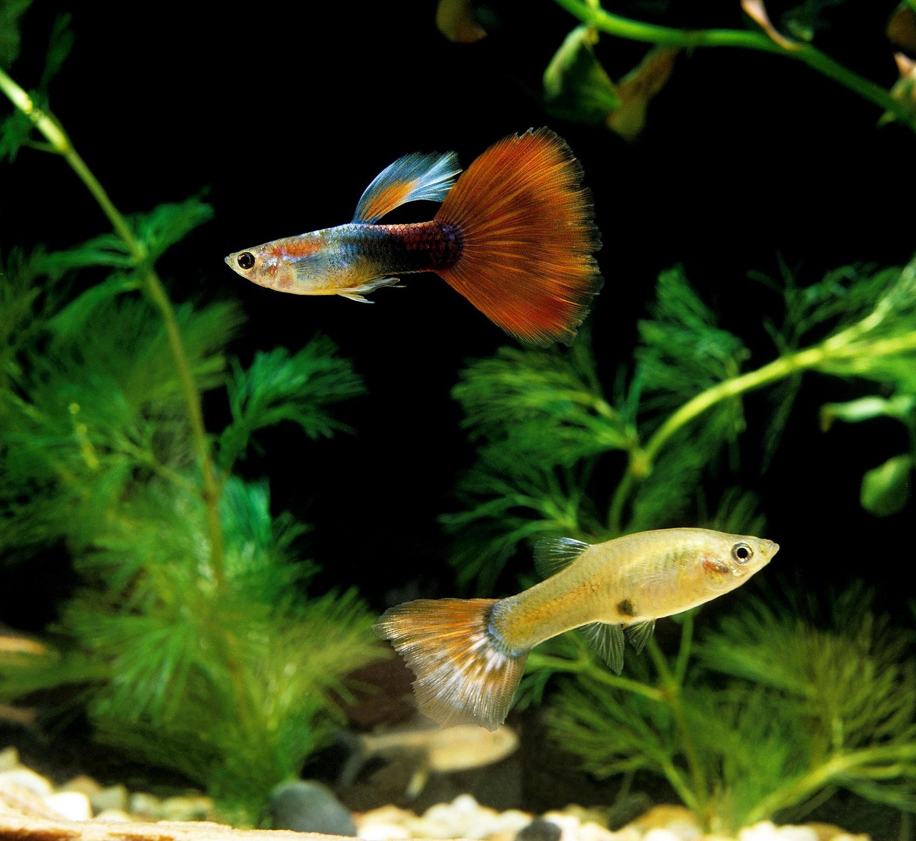 Aquatic Foods 3-lbs @ $45.99 Guppy Flakes. Bulk Flake Foods for All Tropical Fish