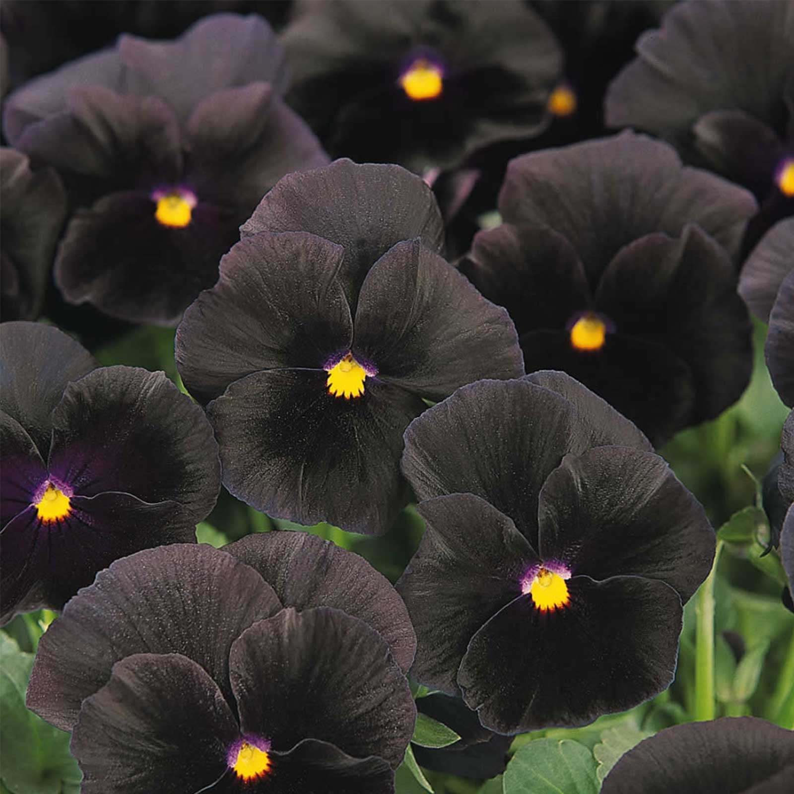 Pansy Flower Garden Seeds Haloween II Black 500 Seeds Annual