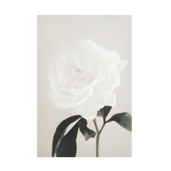 Trademark Fine Art Pictufy Studio III Peony 03 Canvas Wall Art