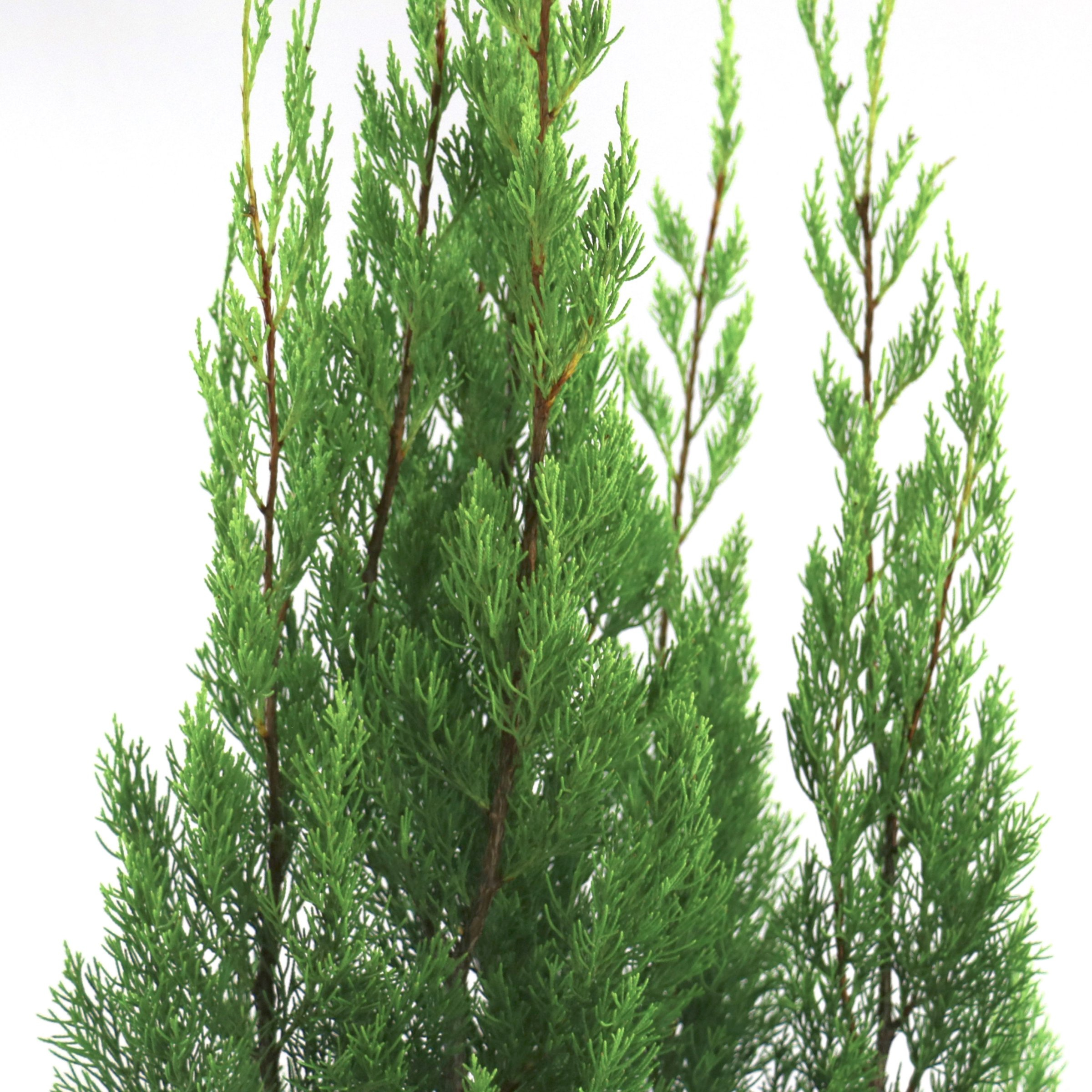 National Plant Network 3 gal. Juniper Brodie Live Shrub