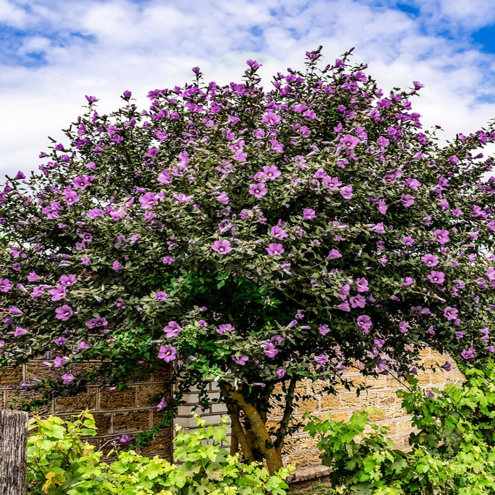 Expert Gardener 3-4 ft tall Purple Althea Tree Form Live Tree in 7-Gallon Grower Pot