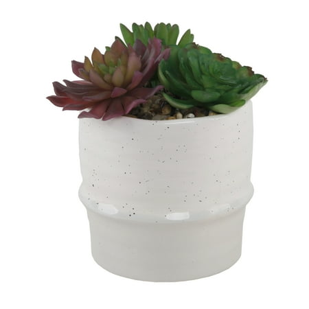 Succulent Mix in Two Tone 9 Cream/Beige Ceramic Planter