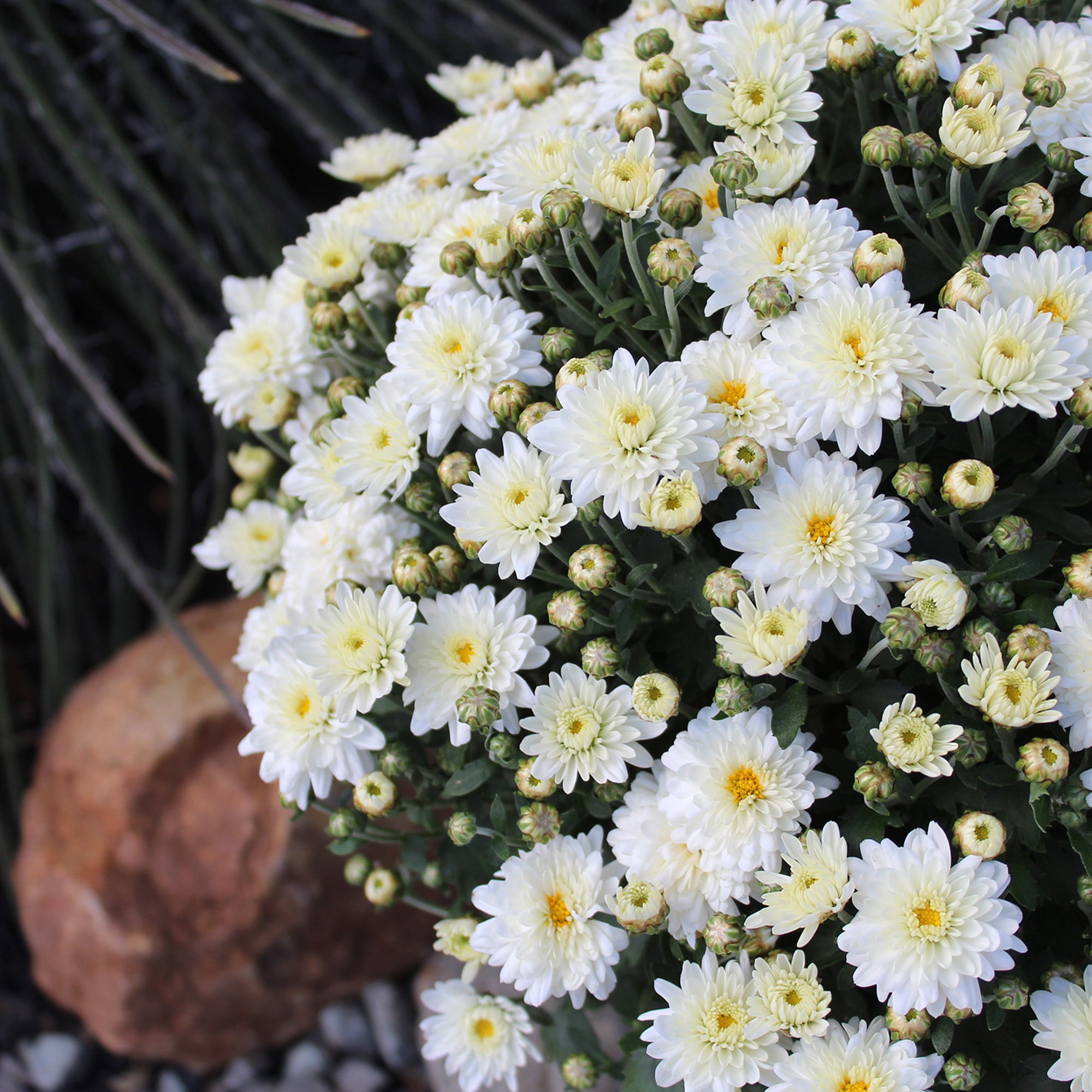 Better Homes & Gardens Tricolor Yellow Purple White Mums Live Plant 8 in. Deco Pumpkin Planter