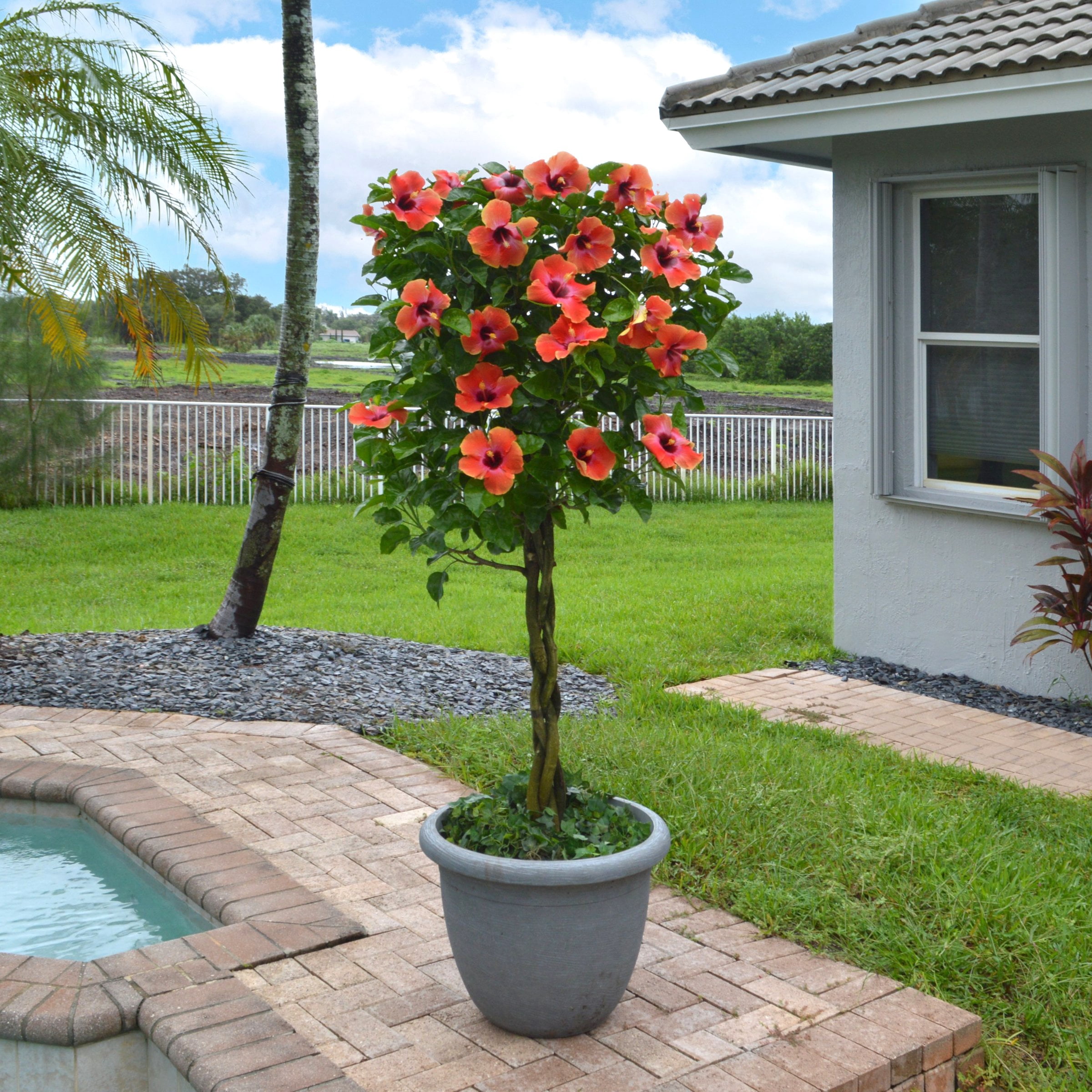 2 gal. Hibiscus Fiesta Braided Live Annual Tree with Multicolor Flowers
