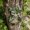A, variant on Tree Face Bird Feeder, Old Man Tree Face Statue Bird Feeder, Outdoor Garden Art Decor, Resin Sculpture Decorative Bird Feeder for Backyard Trees