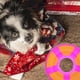 thumbnail image 4 of BRIGHTFUFU PET interactivo juguete perro volando disco juguete silicona fetch juguete masticar juguete, 4 of 7