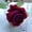 Wine, variant on 34 Stems Artificial Red Roses, Real Touch Silk Rose Flowers for Wedding Party Centerpieces, DIY Floral Arrangements & Home Table Decor (Red)