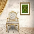 thumbnail image 3 of Jones, Adam 17x24 Gold Ornate Wood Framed with Double Matting Museum Art Print Titled - Big Leaf Maple tree draped with Club Moss-Hoh Rainforest-Olympic National Park-Washington State, 3 of 4
