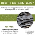 thumbnail image 3 of Pacific Kombu Dried Seaweed, Silver Grade, 1.76 Ounce Bag, 3 of 5