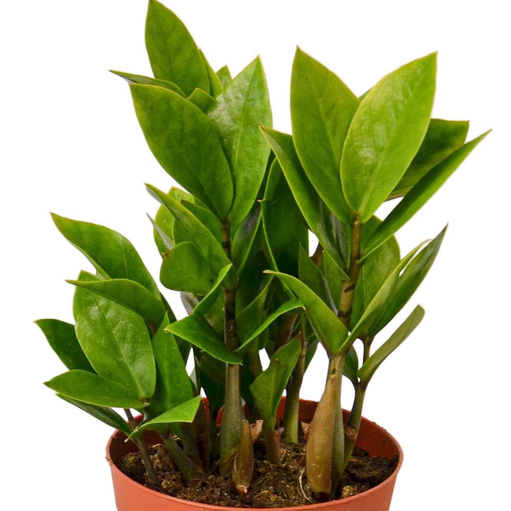 Zamioculcas Zamiifolia ZZ Live Plant for Indoor | Different Houseplants in 4'' & 6'' Pot | Real House Plant for Living Room, Office, Desk & Bathroom |