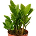 thumbnail image 4 of Zamioculcas Zamiifolia ZZ Live Plant for Indoor | Different Houseplants in 4'' & 6'' Pot | Real House Plant for Living Room, Office, Desk & Bathroom |, 4 of 6