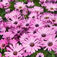 thumbnail image 2 of Drought Tolerant Osteospermum Lavender Shades Garden Flower Seeds - 20 Seeds, 2 of 3