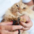 thumbnail image 4 of Professional Cat Nail Clipper Non-Slip Big Handles Claw Trimmer Safe Sharp Stainless Steel Scissor Small Pet Animal Grooming Clipper for Small Dogs, Puppies, Rabbits, Birds, 4 of 8