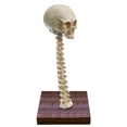 thumbnail image 1 of Skeleton Lamp,Prop  3D LED Skeleton Lamp House Ornament Prop Gifts  Industrial Style Horror for Birthday, 1 of 8