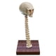thumbnail image 2 of Lámpara de Esqueleto ANGGREK Halloween 3D LED Ornamento Prop Regalos, 2 of 8