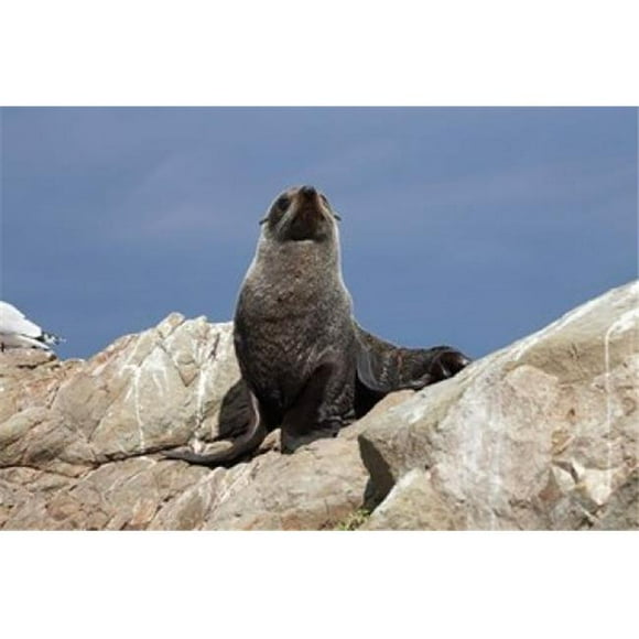 Posterazzi PDDAU02DWA5709 Fur Seal Kaikoura Coast South Island New Zealand Poster Print by David Wall - 34 x 23 in.