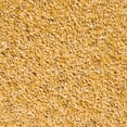 thumbnail image 2 of Graines de Lin Dorées Biologiques - 500 g (1,1 Lb), 2 of 4