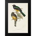thumbnail image 2 of Gould, John 13x18 Black Modern Framed Museum Art Print Titled - Elegant Trogons III, 2 of 5