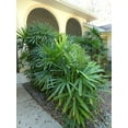 thumbnail image 2 of Lady Palm - 2 Live Starter Plants in 2 Inch Pots - Rhapis Excelsa - Beautiful Clean Air Indoor Outdoor Houseplant, 2 of 5