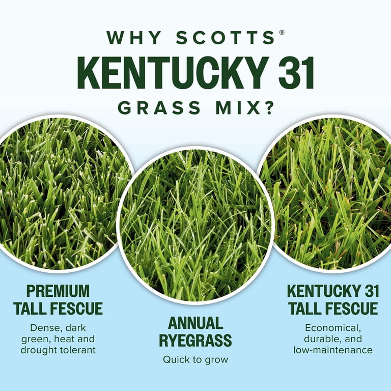 Scotts® Kentucky 31 Grass Seed Mix, For New Lawns or Overseeding