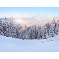 thumbnail image 2 of ABPHQTO Fondos de fotografía de bosque de pino de 150x220 cm para accesorios de fotos Fondo de Navidad, 2 of 2