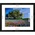thumbnail image 3 of Live Oak, Paintbrush, and Bluebonnets in Texas Hill Country, USA, Framed Art Print Wall Art by Adam Jones Sold by Art.Com, 3 of 6