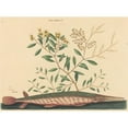 thumbnail image 2 of Mark Catesby 24x19 Gold Ornate Framed and Double Matted Museum Art Print Titled - The Green Gar Fish (Esox Osseus) (1731-1743), 2 of 4