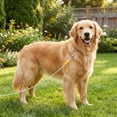 thumbnail image 3 of Vibrant Life Reflective Vinyl-Covered Tie-Out Cable for Dogs, XL, 40', 3 of 8