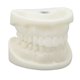 thumbnail image 1 of Modelo Dental, Corindón Blanco Resistencia A La Corrosión Simulación Educativa Modelo De Diente Blanco De Larga Duración Para Laboratorio Para Estomatólogos, 1 of 7