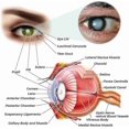 thumbnail image 4 of Ophthalpro Vision Enhancement Device, Alleviates Eye Strain, Reduces Fatigue, And Promotes Relaxation (rechargeable Model), 4 of 5