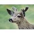 thumbnail image 2 of Tift, Jeff 32x25 Black Ornate Wood Framed with Double Matting Museum Art Print Titled - Mule Deer In Velvet, 2 of 4