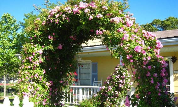 Peggy Martin Pink Climbing Rose - Live Plant - 3 Gallon Pot