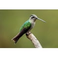 thumbnail image 2 of Malvin, Larry 18x13 Gold Ornate Wood Framed with Double Matting Museum Art Print Titled - Hummingbird VIII, 2 of 4