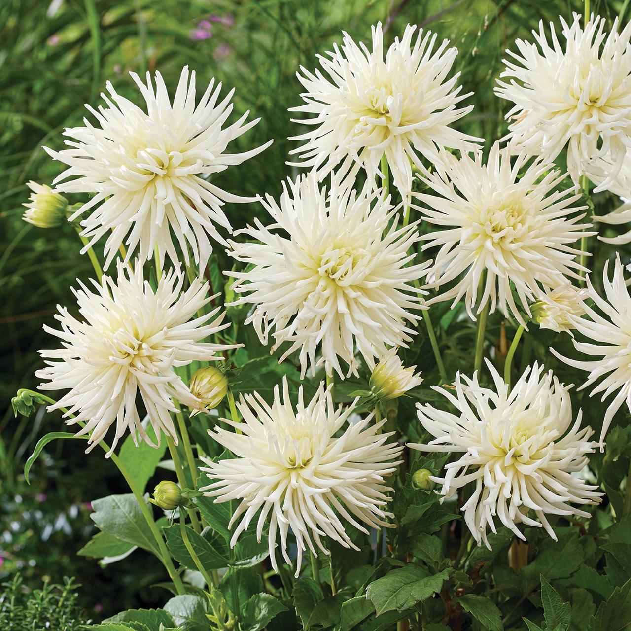 Van Zyverden Dahlias Playa Blanca, 5 Bulbs, White, Full Sun, Annual, Flowering